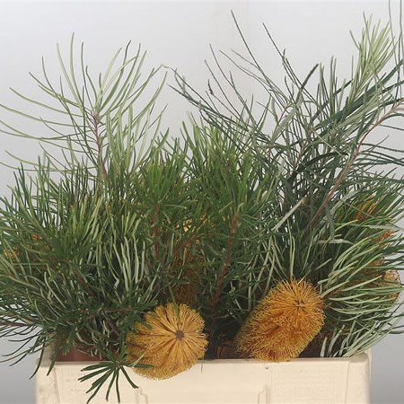 Banksia Spinulosa