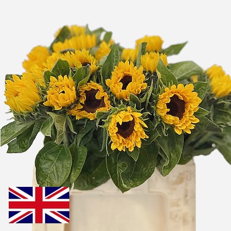 Sunflowers (English)