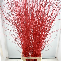 Birch Dyed red