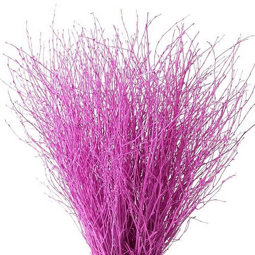 Betula Dyed Cerise