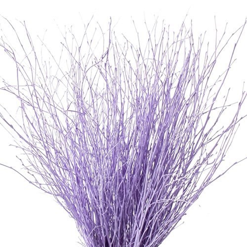 Betula Dyed Lilac