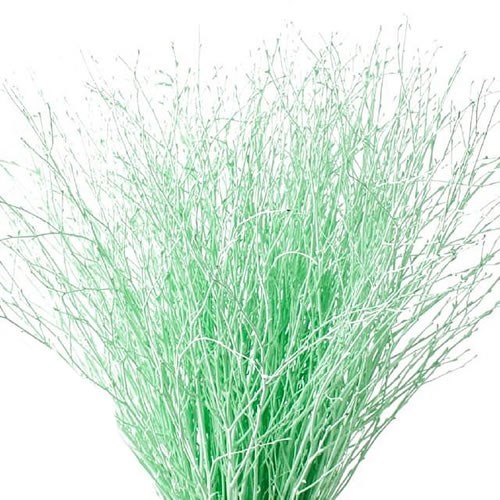Betula Dyed Mint Green