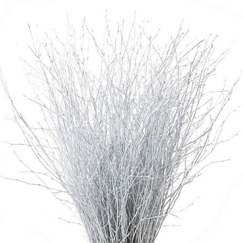 Betula Dyed Silver