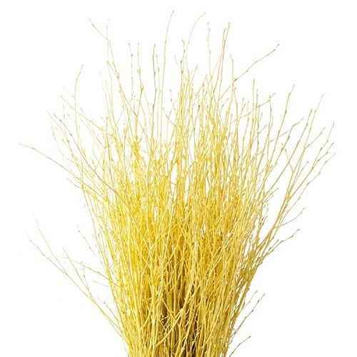 Betula Dyed Yellow