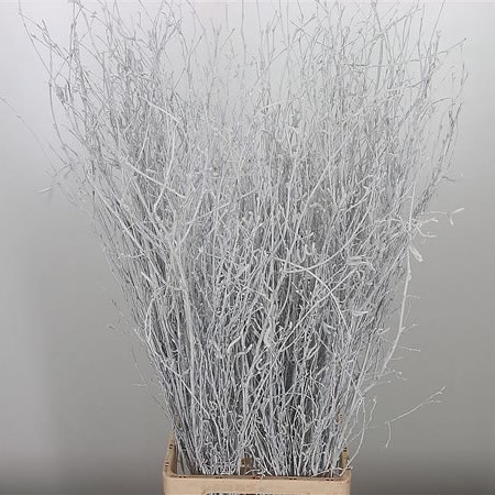 Birch Dyed White
