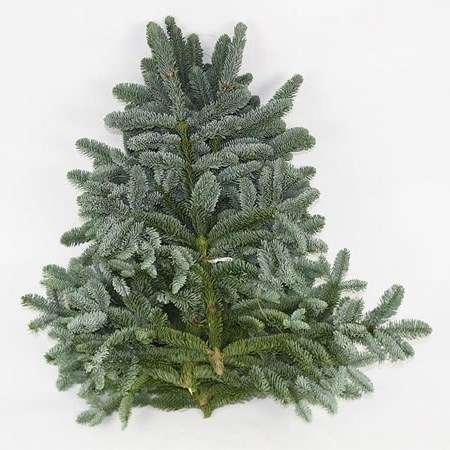 Blue Spruce 5kg (White Band Top Grade)