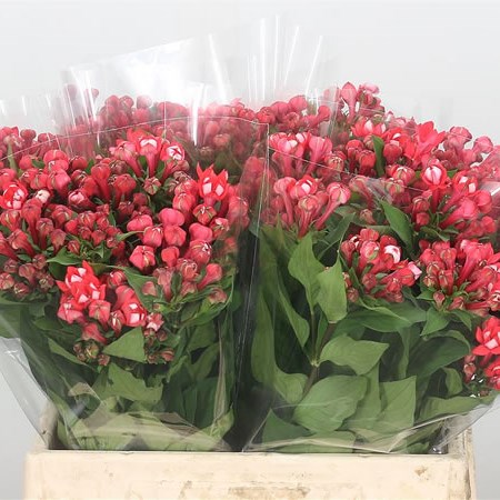 Bouvardia Dbl. Diamond Coral