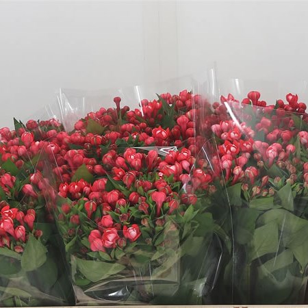 Bouvardia Dbl. Diamond Coral