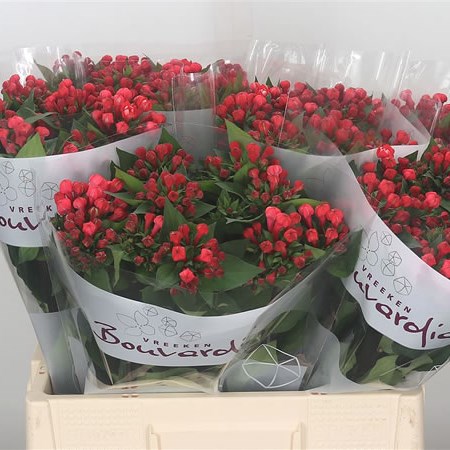 Bouvardia Dbl. Diamond Coral