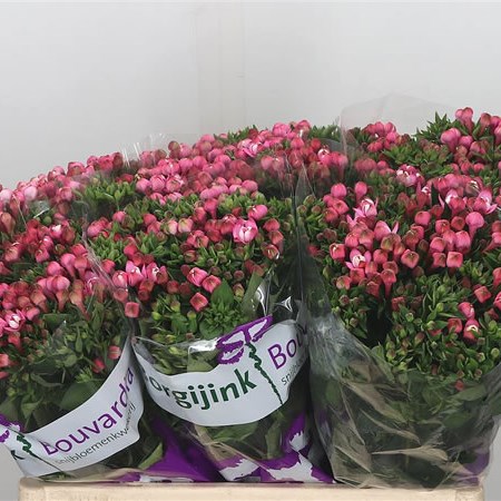 Bouvardia Dbl. Diamond Dark Pink