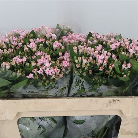 Bouvardia Dbl. Diamond Light Pink