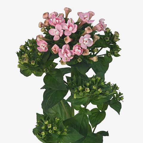 Bouvardia Dbl. Diamond Pink Star