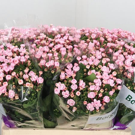 Bouvardia Dbl. Diamond Princie
