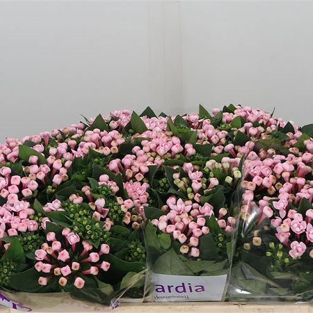 Bouvardia Dbl Diamond Princie