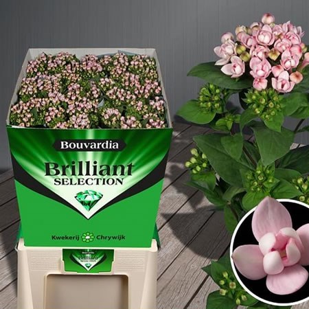 Bouvardia Dbl. Diamond Princie