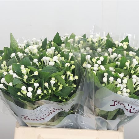 Bouvardia Dbl. Diamond Sparkles
