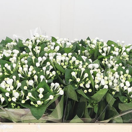 Bouvardia Dbl. Diamond Sparkles