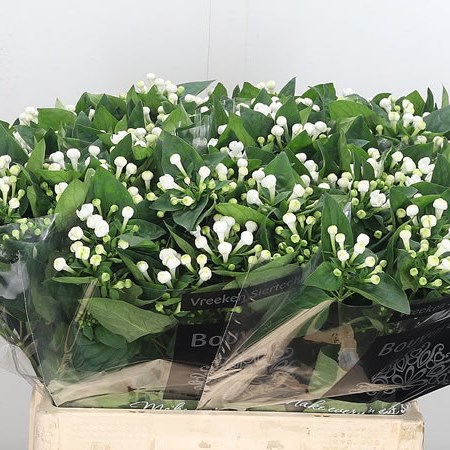 Bouvardia Dbl. Diamond Sparkles
