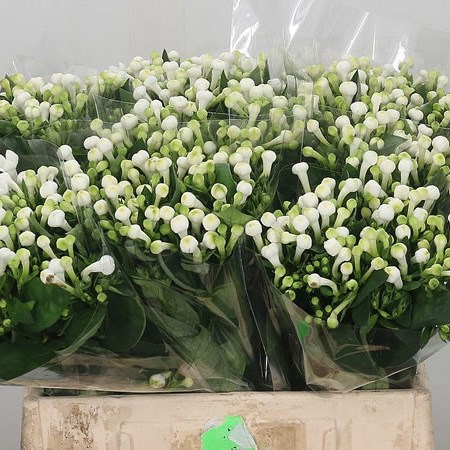 Bouvardia Dbl. Diamond White