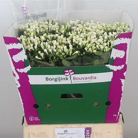 Bouvardia Dbl. Diamond White