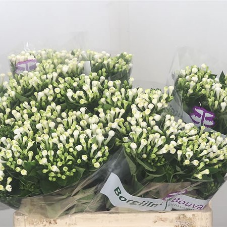 Bouvardia Dbl. Diamond White
