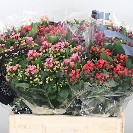 Bouvardia Dbl. Mix