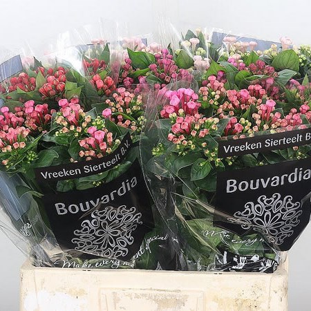 Bouvardia Dbl. Mix