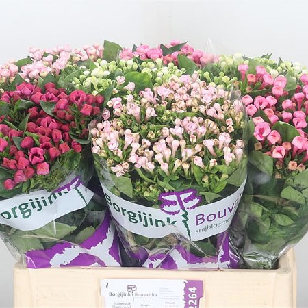 Bouvardia Dbl. Mix