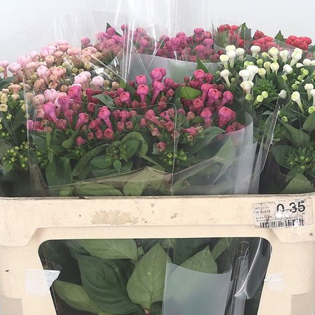 Bouvardia Dbl. Mix