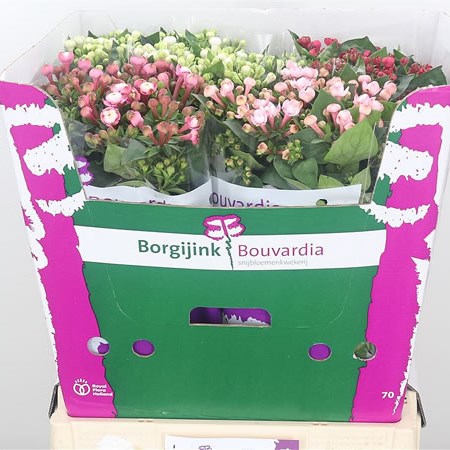 Bouvardia Dbl. Mix