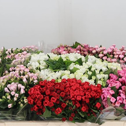 Bouvardia Dbl. Mix (Cols May Vary)