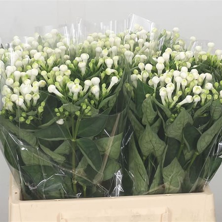Bouvardia Ddl. Diamond White