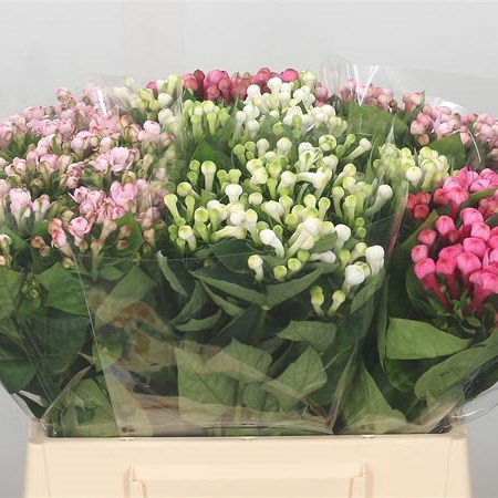 Bouvardia Dbl. Mix