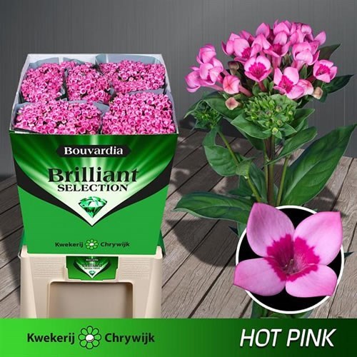 Bouvardia Majestic Hot Pink