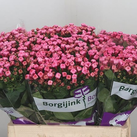 Bouvardia Major Hot Pink