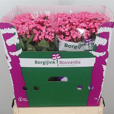 Bouvardia Major Hot Pink