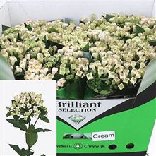 Bouvardia Royal Cream
