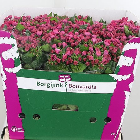 Bouvardia Royal Daphne