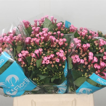 Bouvardia Royal Daphne Fresco