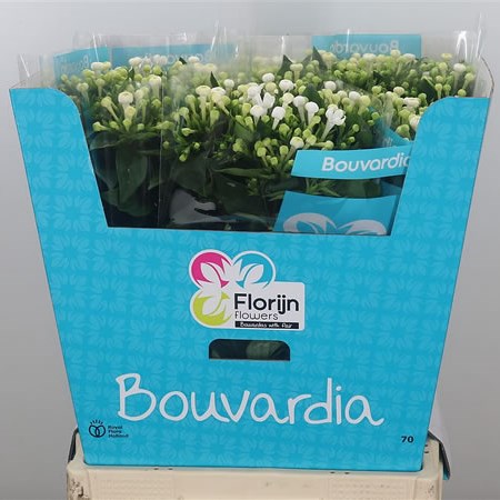 Bouvardia Royal Daphne Supreme