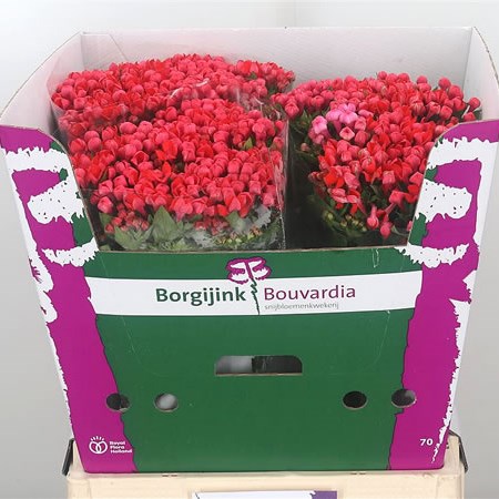 Bouvardia Royal Fire