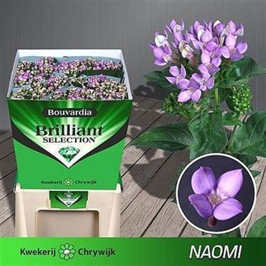 Bouvardia Royal Naomi