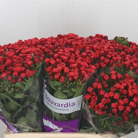 Bouvardia Royal Red