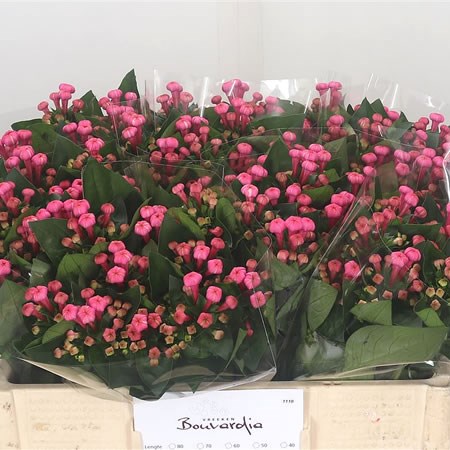 Bouvardia Royal Roza