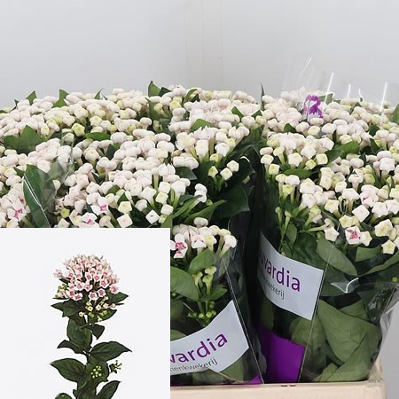 Bouvardia Royal Two Tone Pink