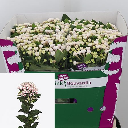 Bouvardia Royal Two Tone Pink
