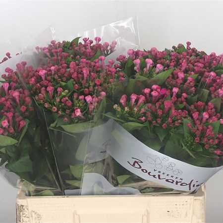 Bouvardia Royal Violet
