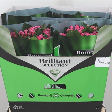 Bouvardia Sgl. Pink Charm