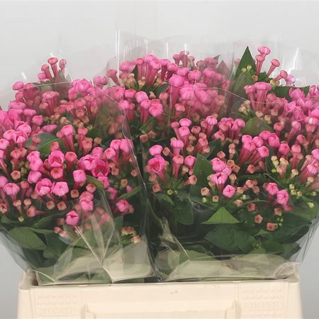 Bouvardia Sgl. Royal Roza