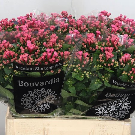 Bouvardia Sgl. Royal Roza